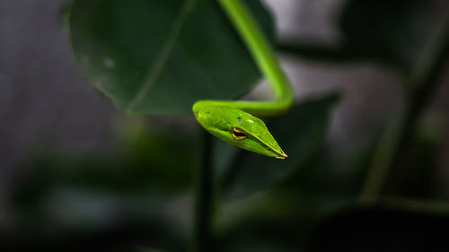 Close-up of green lizard on leaf