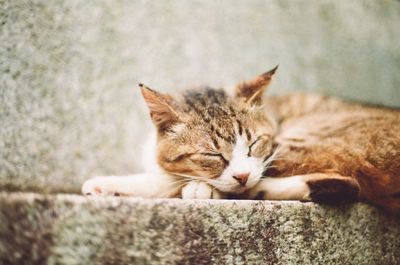 Portrait of cat relaxing outdoors