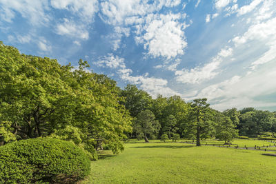 Pine forest under the blue sky in the rikugien park of tokyo in japan.