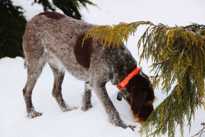 Dog looking away on snow covered land