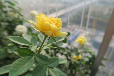 Close-up of yellow flower blooming outdoors