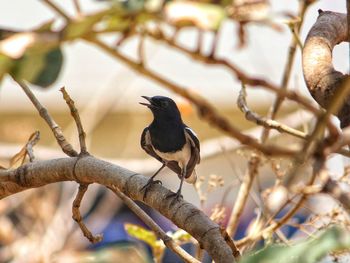 Close-up of bird perching on branch