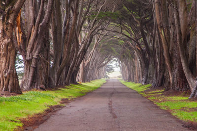 Road amidst trees