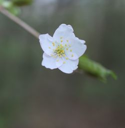 Close-up of white flower blooming outdoors