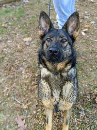 Portrait of dog standing on field