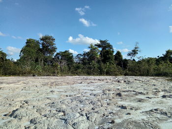 Surface level of trees on field against sky