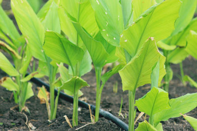 Close-up of green leaves