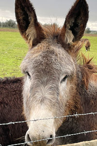 Close-up of a horse in field