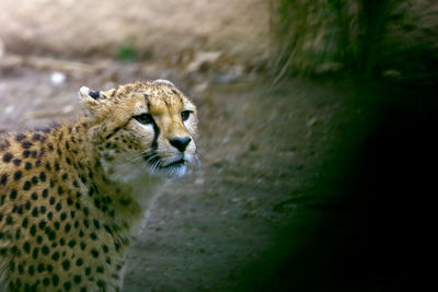 Cheetah looking away on field