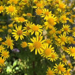 Close-up of yellow flowering plants