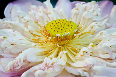 Close-up of white flower