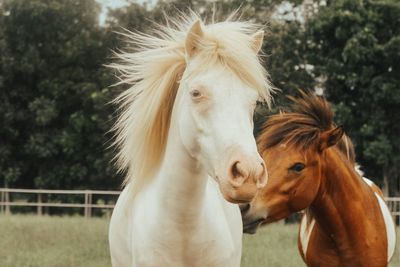 Brown horse in ranch