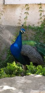 Close-up of peacock