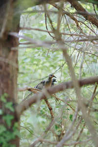 Bird perching on tree