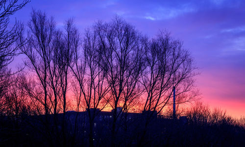 Silhouette of trees at sunset