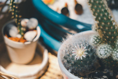 Close-up of potted cactus flower pot on table