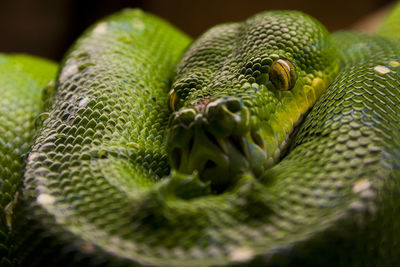 Close-up of green snake