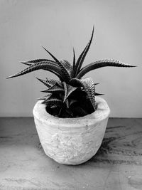 Close-up of potted plant on table in black and white