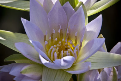 Close-up of purple flower