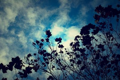 Low angle view of flowers against sky