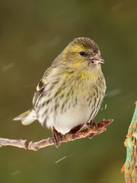 Close-up of bird perching on branch