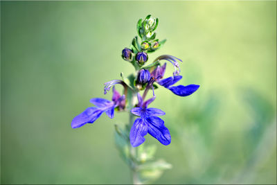 Close-up of purple flowering plant