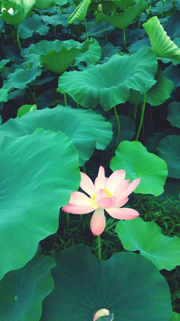 flower, leaf, freshness, growth, petal, beauty in nature, fragility, plant, flower head, green color, nature, blooming, high angle view, close-up, water lily, in bloom, outdoors, blossom, single flower, day