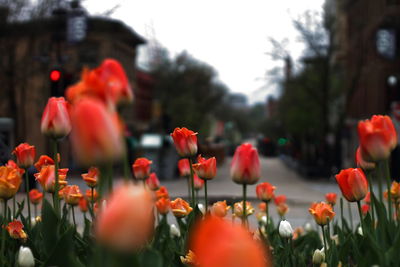 Close-up of red tulips