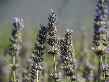 Close-up of purple flowering plant