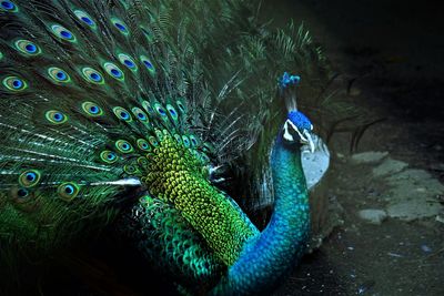 Peacock displaying its train 