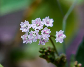 Close-up of pink flowering plant