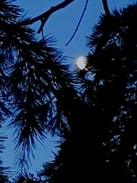 Low angle view of silhouette tree against sky at night