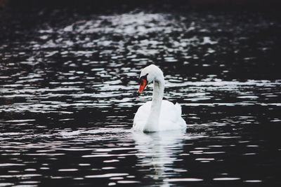 Close-up of swan swimming in lake