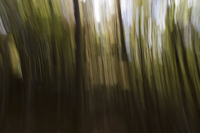 Full frame shot of palm trees