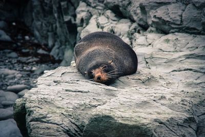 Close-up of sea lion on rock