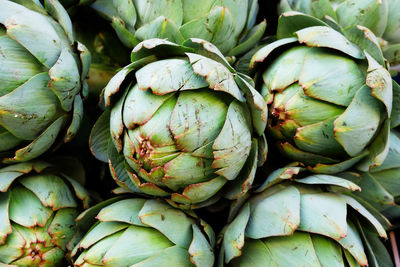 Close-up of green cactus plants