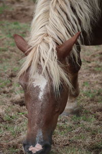 Close-up of a horse on field