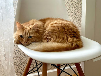 Portrait of cat sitting on chair at home