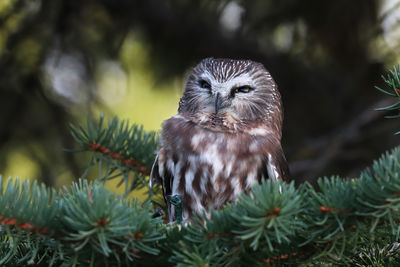 Portrait of a northern saw whet owl in a tree