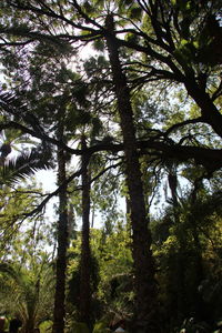 Low angle view of trees in forest