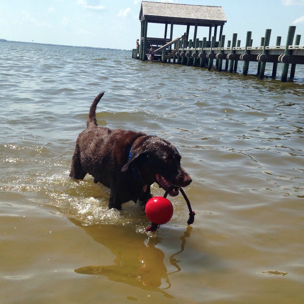 water, animal themes, sea, bird, one animal, sky, beach, waterfront, animals in the wild, nature, rippled, dog, shore, horizon over water, buoy, outdoors, red, day, tranquility, domestic animals