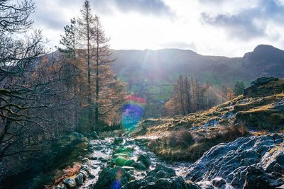 Scenic view of river in forest against sky