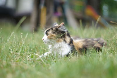 Cat looking away on field