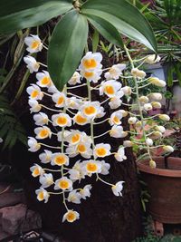 Close-up of white flowers