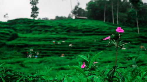 Close-up of pink flowering plants on land