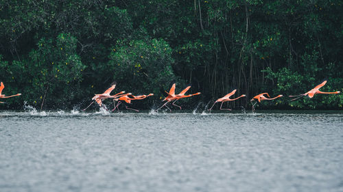 Flamingos on water by trees