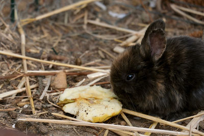 Close-up of a young rabbit. 