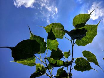 Low angle view of leaves against sky