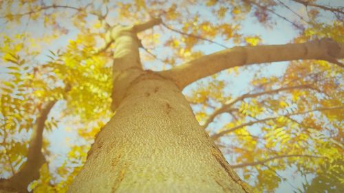 Low angle view of trees