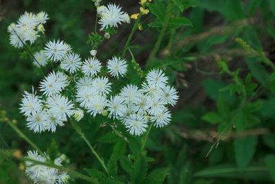 Close-up of white flowers